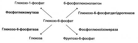 Реферат: Властивості ферментів як біологічних каталізаторів