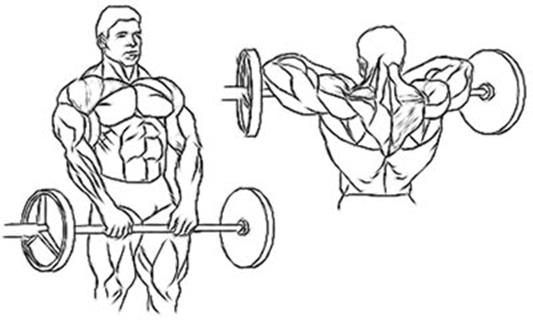 Базовые упражнения на все группы мышц