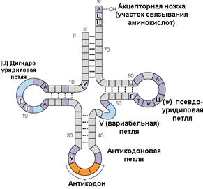 Доклад по теме Рибосомы. Роль РНК в архитектуре и функциях рибосом 