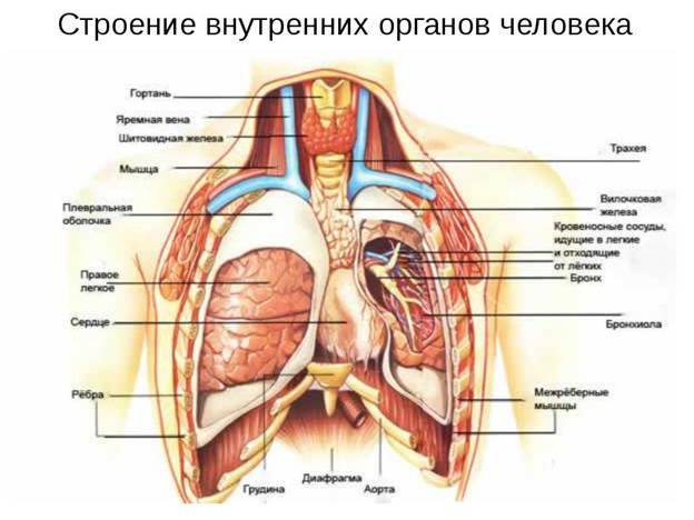 Строение Внутренних Органов Человека Сзади Фото