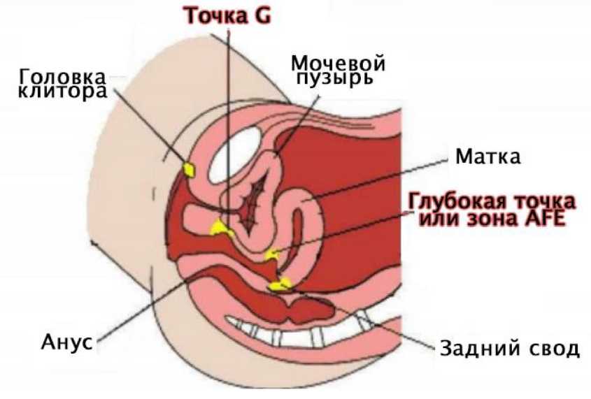 Эрогенные зоны мужчины и что же с ними делать - Оргазмы