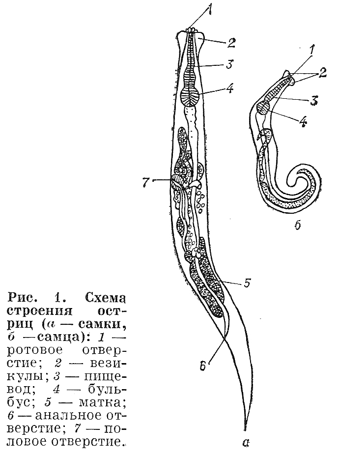 enterobius vermicularis biológia