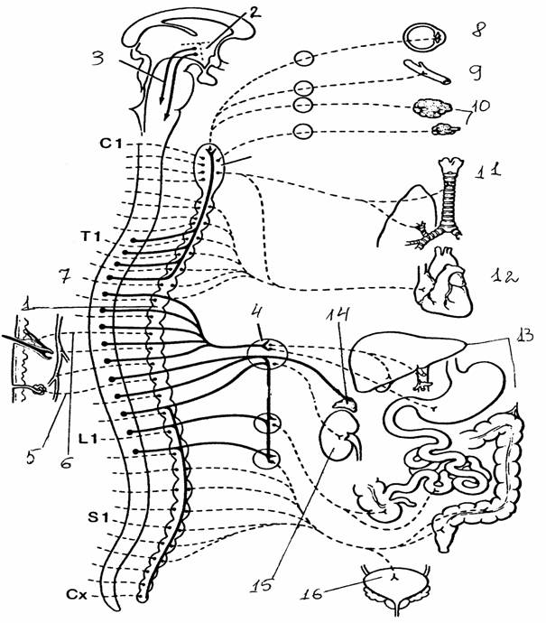 Шпаргалка: Нервы и иннервируемые органы
