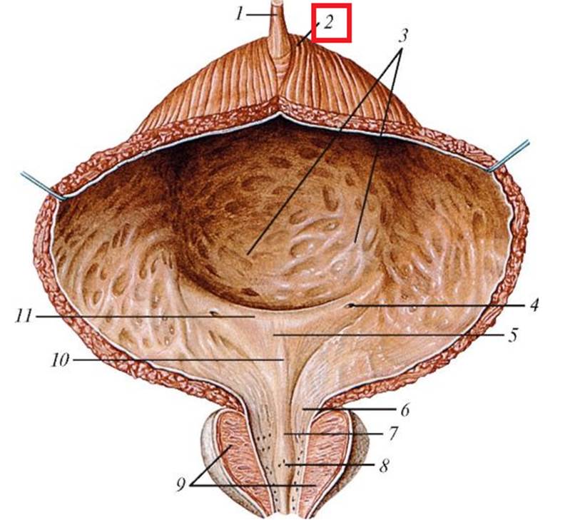 Анатомия мочевой пузырь картинка