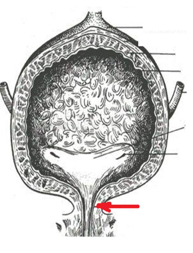 Внутреннее строение мочевого пузыря. Мочевой пузырь продольный разрез. Анатомия мочевого пузыря дно верхушка. Строение мочевого пузыря анатомия. Строение мочевого пузыря рисунок.