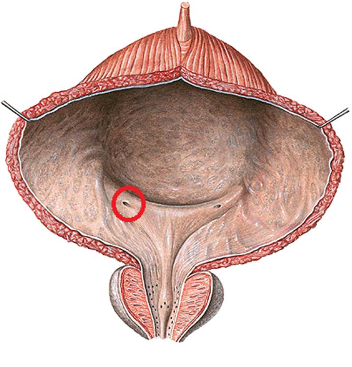 Задняя поверхность мочевого пузыря у мужчин прилежит. Устье мочеточника в мочевом пузыре. Мочевой пузырь уретра анатомия. Мочевой пузырь анатомия Синельников. Устье мочевого пузыря анатомия.