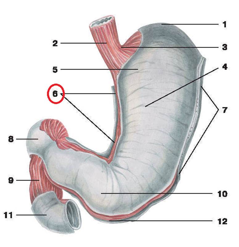 Кардиальный латынь. Желудок и двенадцатиперстная кишка анатомия человека. Анатомия желудка и 12-перстной кишки. Желудок и двенадцатиперстная кишка анатомия. Анатомия строения желудка и двенадцатиперстной кишки.