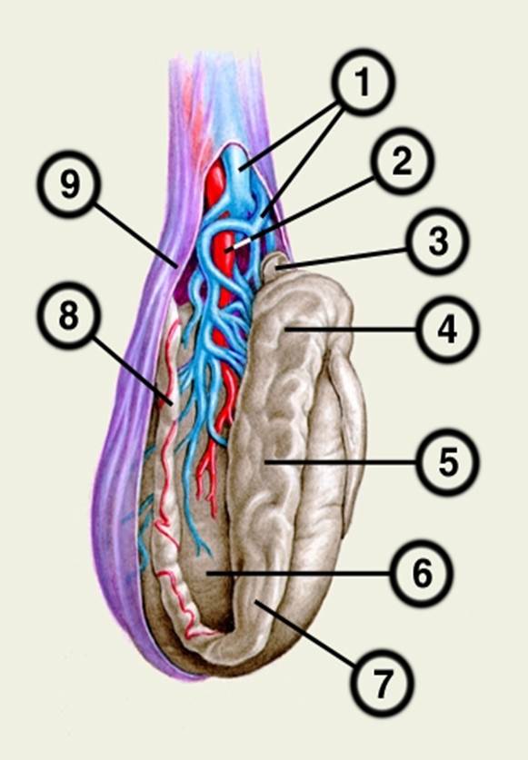 Мужские яички органы. Строение яичка семенной канатик. Семенной канатик строение анатомия строение. Семенной канатик у мужчин анатомия. Яичко мужское анатомия семенной канатик.