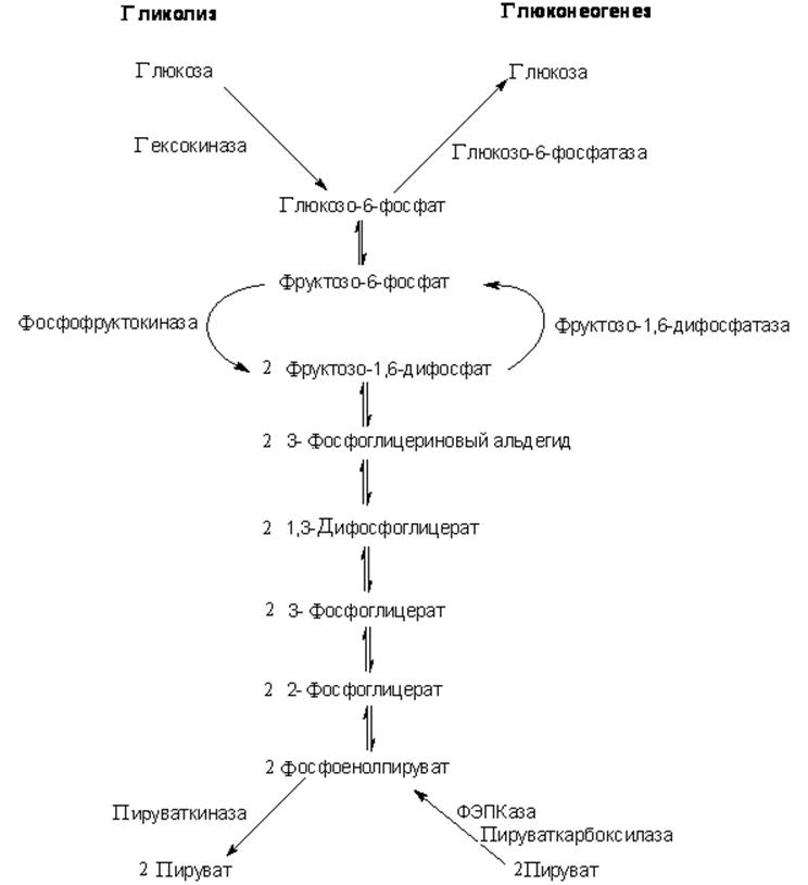 Синтез глюкозы в организме. Схема глюконеогенеза биохимия. Глюконеогенез биохимия схема. Глюконеогенез схема процесса. Схема гликолиза и глюконеогенеза.