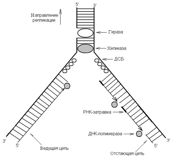 Схема репликации ДНК. Механизм репликации. Схема репликативная вилка биохимия. 3 этапа репликации