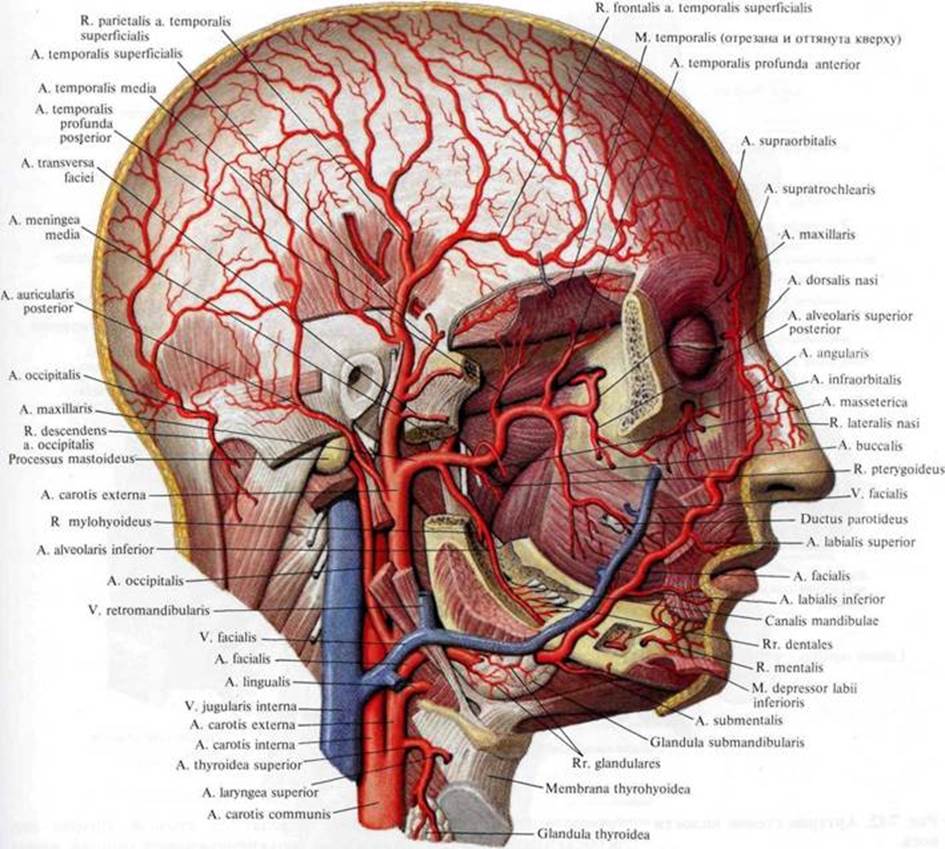 Кровоснабжение мозгового отдела головы топографическая анатомия