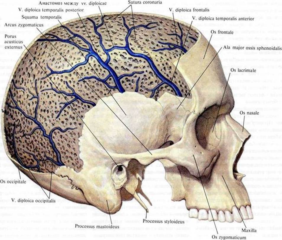 Схема венозных синусов головного мозга