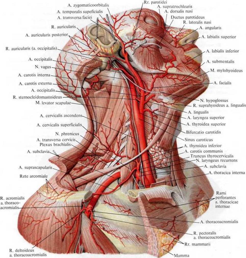 Внутренняя вена латынь. Наружная Сонная и подключичная артерии. Сонная артерия атлас анатомия. Наружная Сонная артерия анатомия. Наружная Сонная артерия топография.