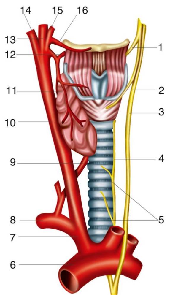 Сосуды пищевода. Возвратный нерв щитовидной железы анатомия. Возвратный гортанный нерв анатомия. Возвратный нерв топографическая анатомия. Пищевод трахея и гортань анатомия.
