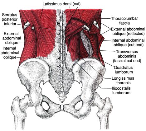 Мышцы поясничного отдела. Мышцы поясничного отдела позвоночника анатомия. Мышцы крестцового отдела позвоночника анатомия. Мышцы поясничного отдела сзади. Мышцы поясницы и крестца анатомия.