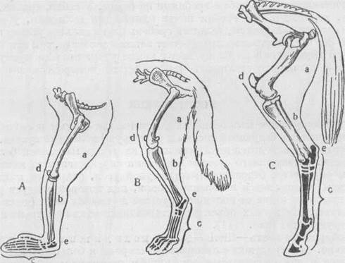 Скелет задних конечностей у млекопитающих. Скакательный сустав у лошади. Анатомия собаки скелет конечностей. Скакательный сустав у лошади анатомия. Тазовая кость коровы анатомия.