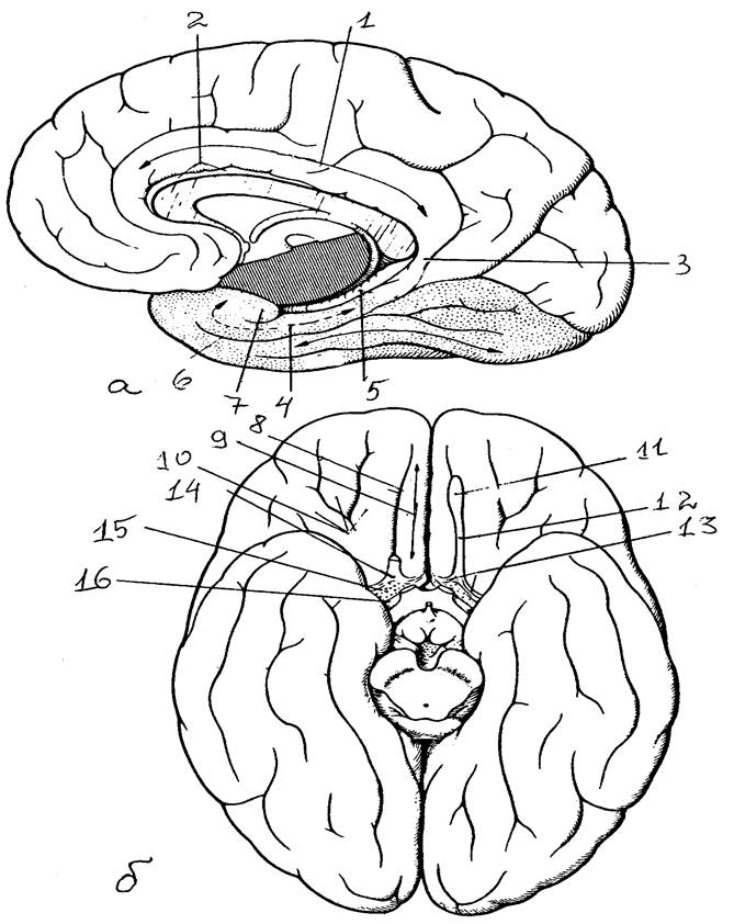 Складчатая поверхность головного мозга. Полушария головного мозга борозды и извилины медиальная поверхность. Медиальная поверхность коры больших полушарий головного мозга. Медиальная поверхность полушарий большого мозга схема.