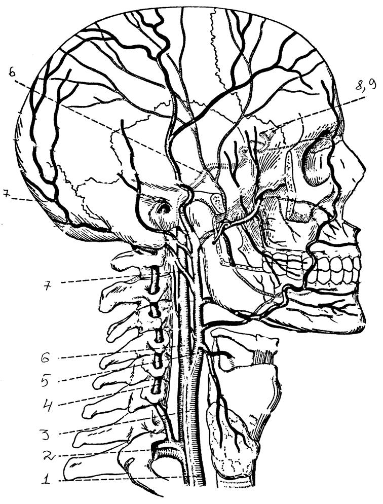 Артерии головы шеи схема - 89 фото