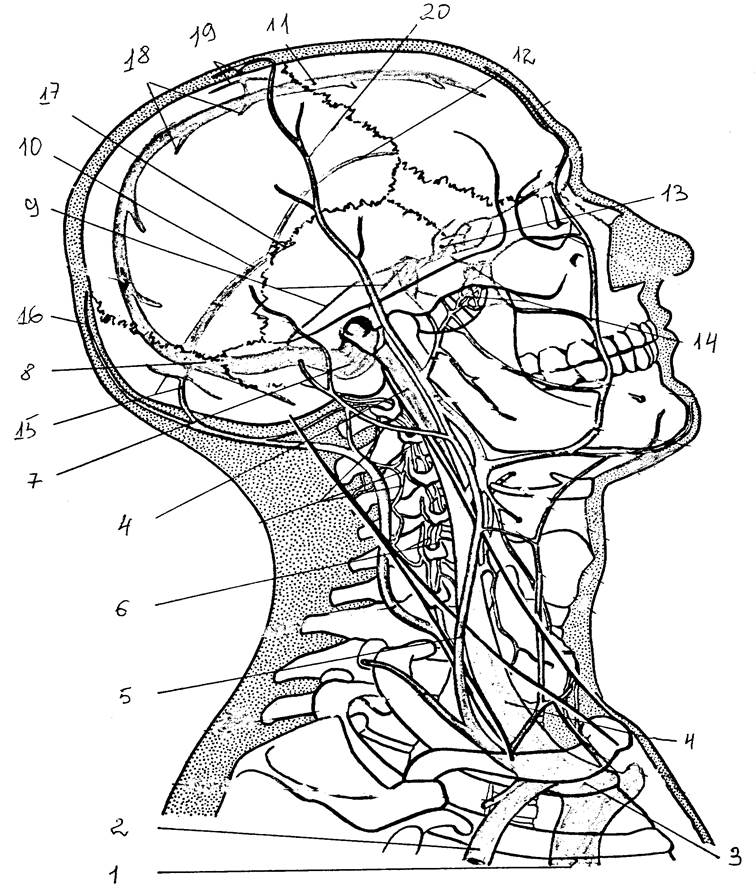 Отток крови от головного мозга. Яремная Вена сигмовидный синус. Схема оттока венозной крови головы. Венозный отток лица топографическая анатомия.