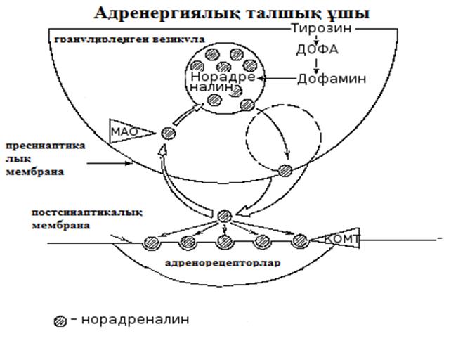 Холинергиялық синапстың құрылысы мен қызметі арасындағы байланыс презентация