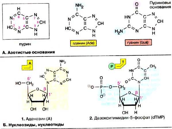 Пуриновыми нуклеотидами являются. Структурная формула пуринового азотистого основания. Азотистые основания ДНК формулы. Пурины азотистые основания. Формула пуриновых оснований аденина.