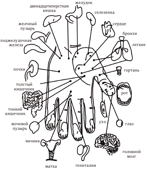 Точечный массаж руки схема