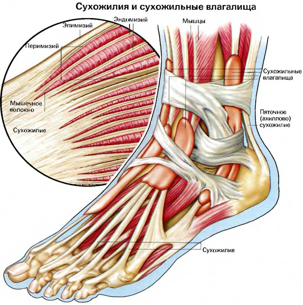 Сухожилия образованы из ткани. Мышцы голеностопного сустава анатомия. Голеностопный сустав анатомия строение мышцы. Сухожилия голеностопного сустава анатомия. Анатомия стопы мышцы связки сухожилия.