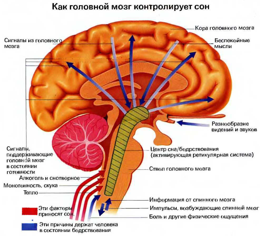 Центры чувствительности головного мозга