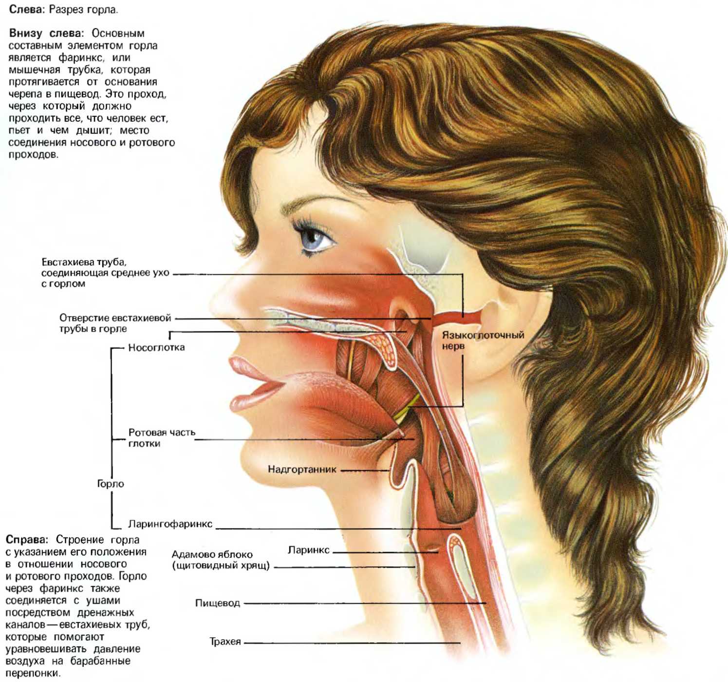 Сухой горловой. Носоглотка строение анатомия. Строение носа и носоглотки. Анатомия ухо горло нос строение.