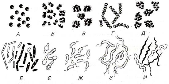 Шпаргалка: Прокариотные микроорганизмы