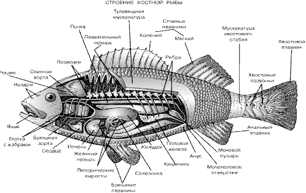 Внутренний скелет костной рыбы. Внутреннее строение костистой рыбы. Схема строения костной рыбы. Строение костистой рыбы окуня. Наружное строение костной рыбы.