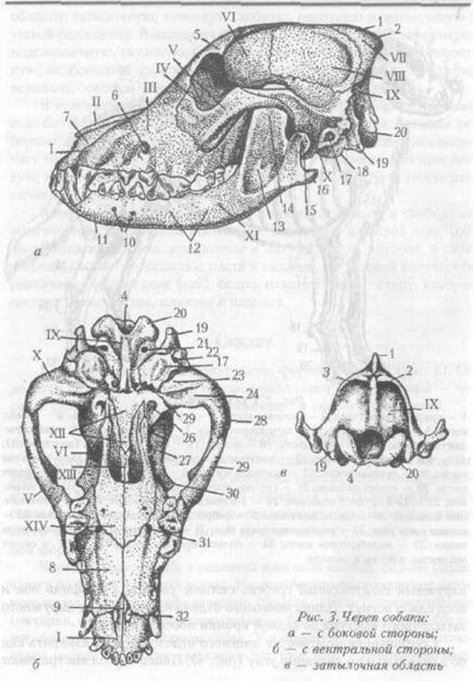Изучите строение черепа млекопитающего. Затылочная кость собаки анатомия. Строение костей черепа собаки. Череп собаки с вентральной стороны. Анатомия костей черепа собаки.