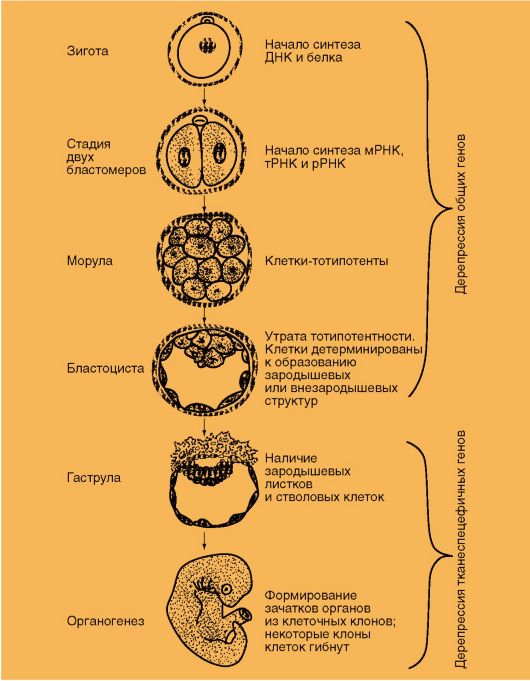 Деление клетки онтогенез. Этапы эмбрионального развития схема. Стадии внутриутробного развития зигота бластоциста схема. Последовательность этапов эмбрионального развития организмов. Стадии развития зародыша схема.