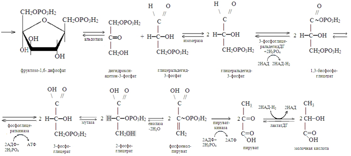 В гликолизе синтезируется атф. Аэробный гликолиз биохимия схема. Схема реакции аэробного гликолиза Глюкозы. Схема схема анаэробного гликолиза. Схема распада Глюкозы.