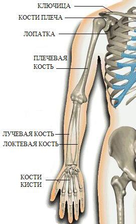 Кости плеча сколько костей
