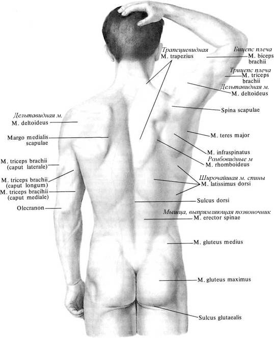 Ниже туловища. Строение спины сзади у человека. Части тела человека сзади названия. Как называются части тела сзади. Части тела анатомия сзади.