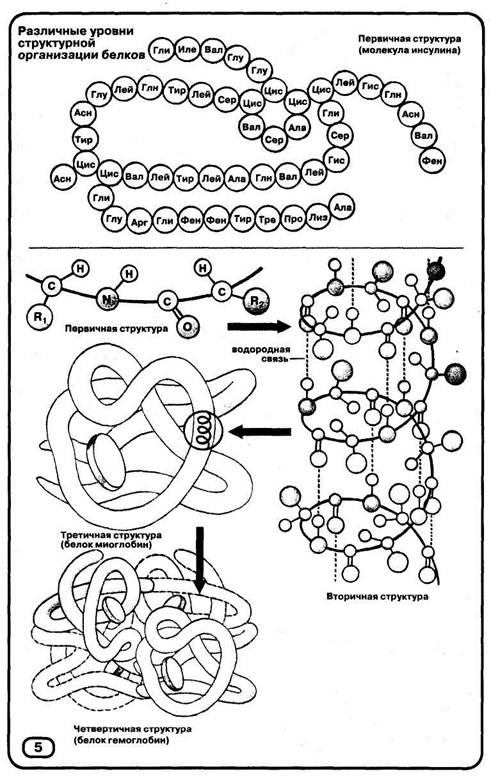 Третичную структуру белка стабилизируют. Строение белка уровни организации белковой молекулы. Белки. Уровни структурной организации белковой молекулы. Структурные уровни организации молекулы белка. Уровни организации белковой молекулы: первичная структура белка.