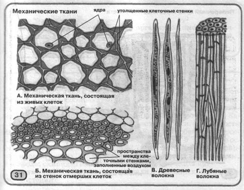 Опорные ткани растений. Ткани растений колленхима. Строение механической ткани растений. Механическая ткань растений колленхима и склеренхима. Механическая ткань растений рисунок строение.