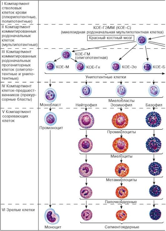 Схема клеток крови. Схема кроветворения стволовая клетка. Клетки крови гистология таблица. Схема кроветворения лимфоцитов. Гемопоэтическая стволовая клетка схема.