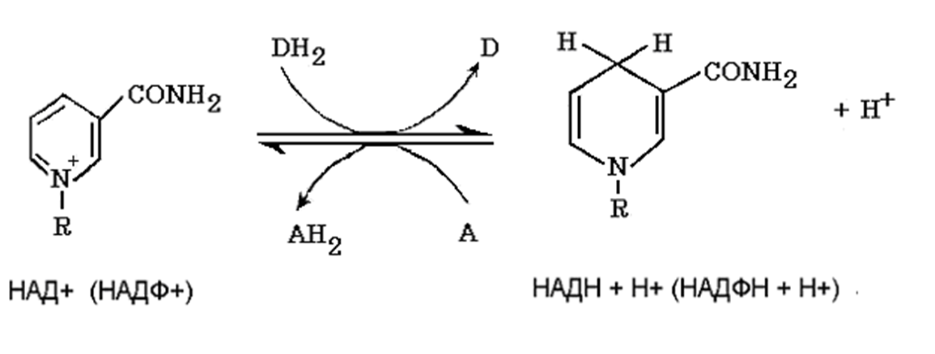 Надф н2. Над и НАДФ катализированная реакция. НАДФ н2 формула. Надфн2 и НАДН. Реакции с над и НАДФ.