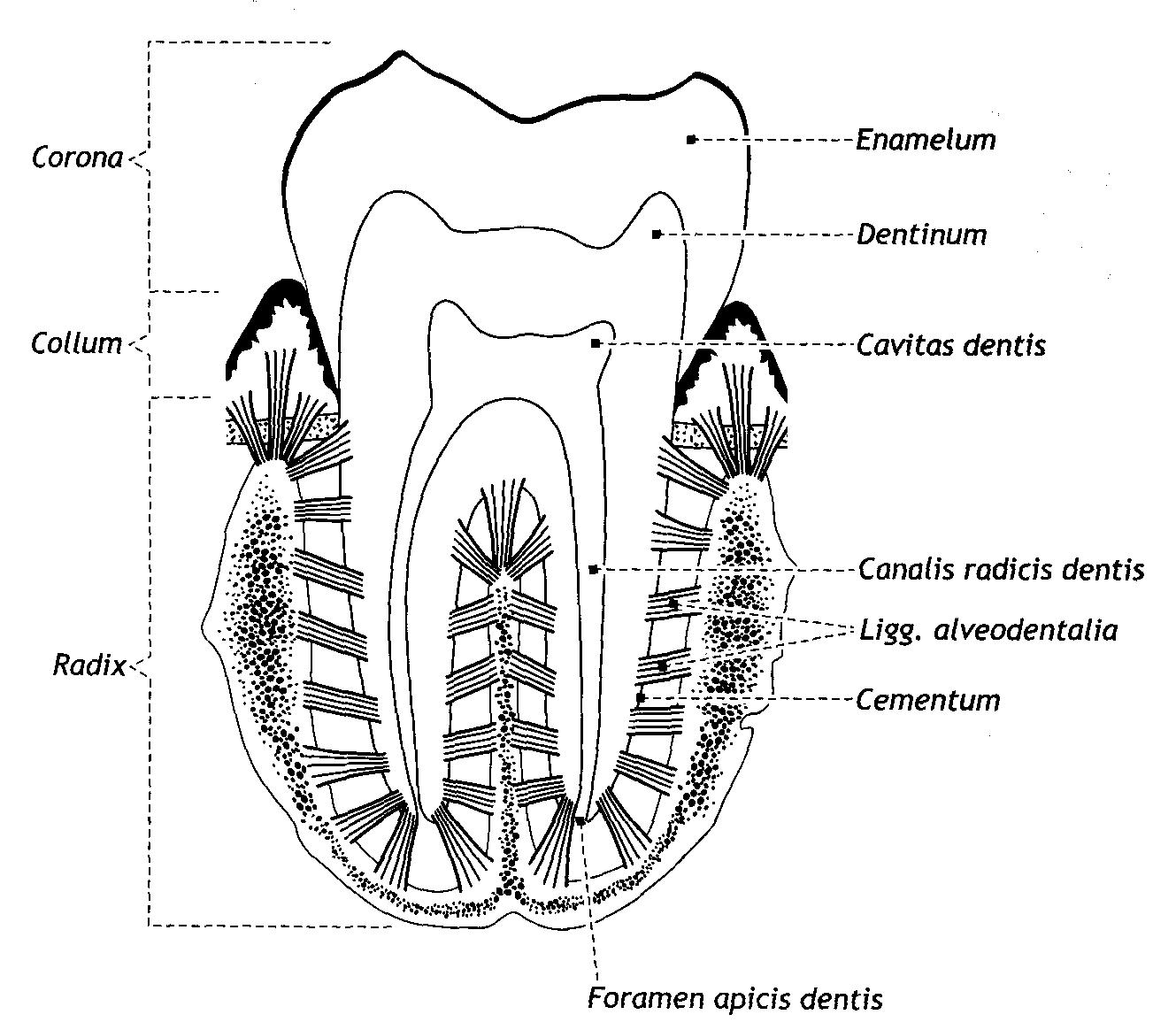 Зубной на латыни. Строение зуба. Анатомия зубов латынь. Анатомия зубов на латинском. Строение зуба на латыни.