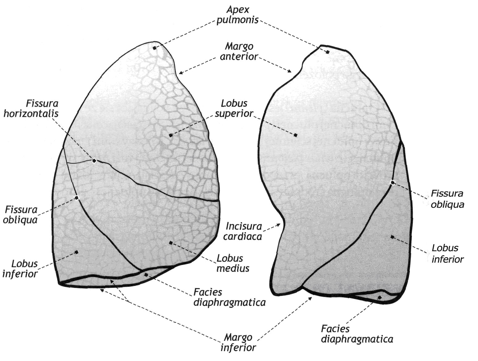 Сегменты границы. Поверхности легких. Легкие анатомия на латинском. Легкие строение поверхности. Легкие борозды анатомия.