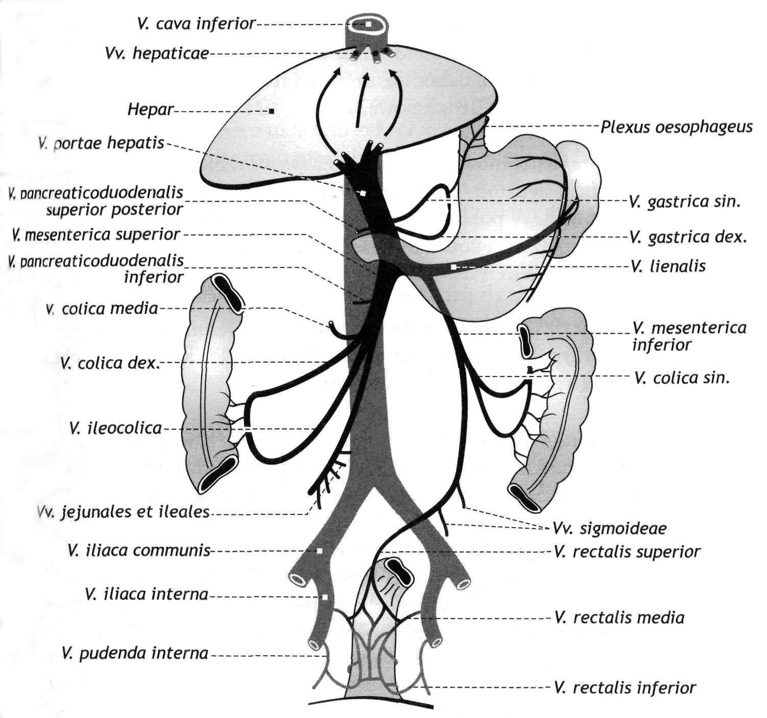 Висцеральные притоки. Система воротной вены анатомия. Система воротной вены печени. Система воротной вены анатомия схема. Схема воротная Вена строение.