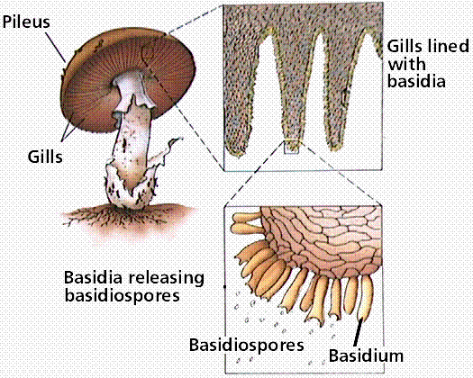 Phylum Basidiomycota The Basidiomycetes Club Fungi