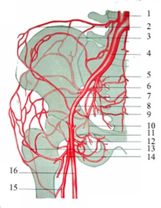 Анатомия тазобедренного сустава человека: строение мышц и связок и костей. Коллатеральное кровообращение в области тазобедренного сустава. Коллатерали тазобедренного сустава. Коллатеральные сосуды тазобедренного сустава Кровоснабжение тазобедренного суста