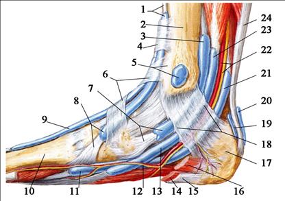 Каналы подошвы. Голеностопный сустав анатомия строение мышцы. Медиальная связка голеностопного сустава. Медиальная лодыжка топографическая анатомия. Мышцы голеностопного сустава анатомия.