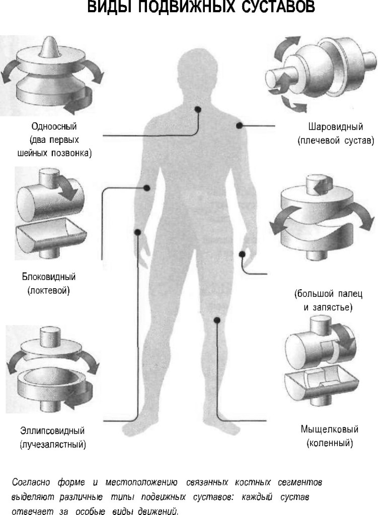 Названия суставов человека. Типы суставов человека анатомия. Суставы виды суставов. Схема суставов человека. По форме: цилиндрический, сустав.