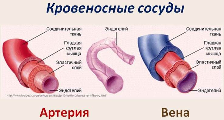 Diferencia entre vena arteria y capilar