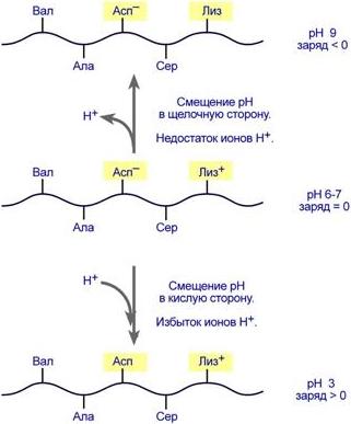 Реферат: Влияние производных тормозных аминокислот на рецепторную функцию двенадцатиперстой кишки