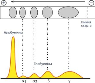 Реферат: Влияние производных тормозных аминокислот на рецепторную функцию двенадцатиперстой кишки